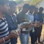 Viral Video: Giant Python Sneaks Into Farmer’s Field in Maharashtra’s Chandrapur, Caught by Zilla Parishad Members